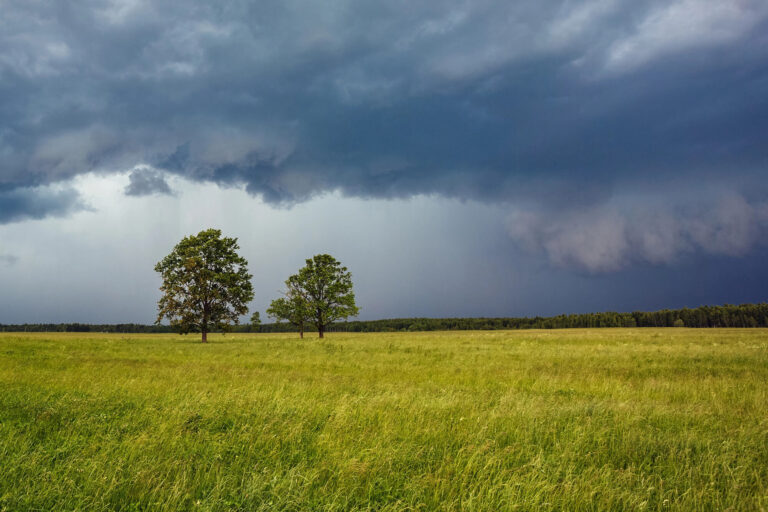Trees rooted in the storm as an example of staying grounded as a therapist